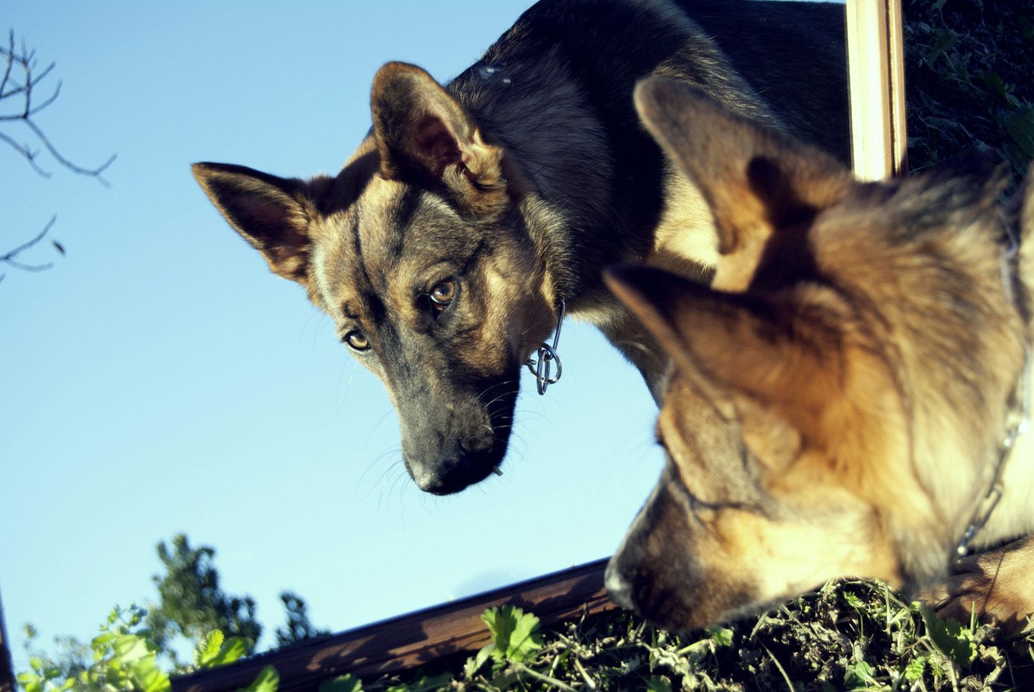 perro